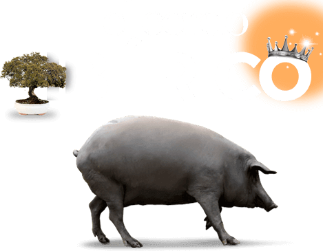 el-cerdo-iberico.png