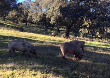 Tiempo de Montanera, Tiempo de Bellotas